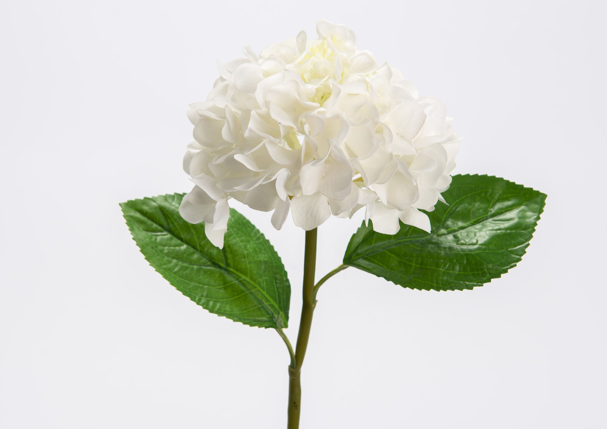 Hortensia Stylosa H53cm