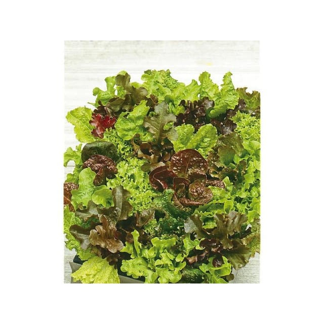 Sachet Salade Batavia 500gr