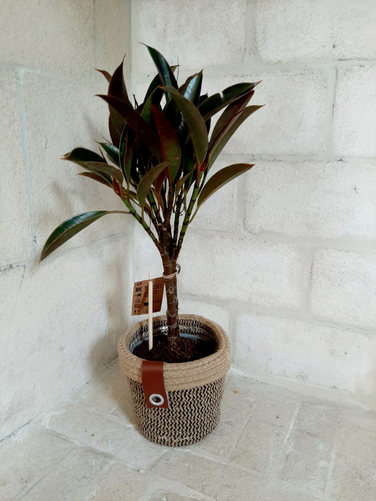Plante d'Appartement " Ficus" Dans Pot Trésse