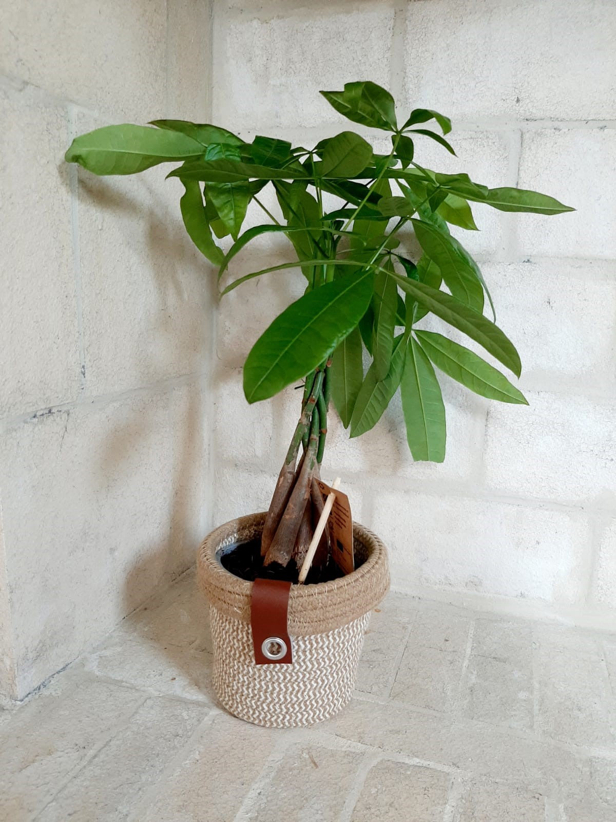 Plante D'appartement "Pachira" Dans Pot Tréssé