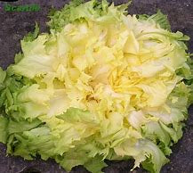 Salade Scarole à la pièce